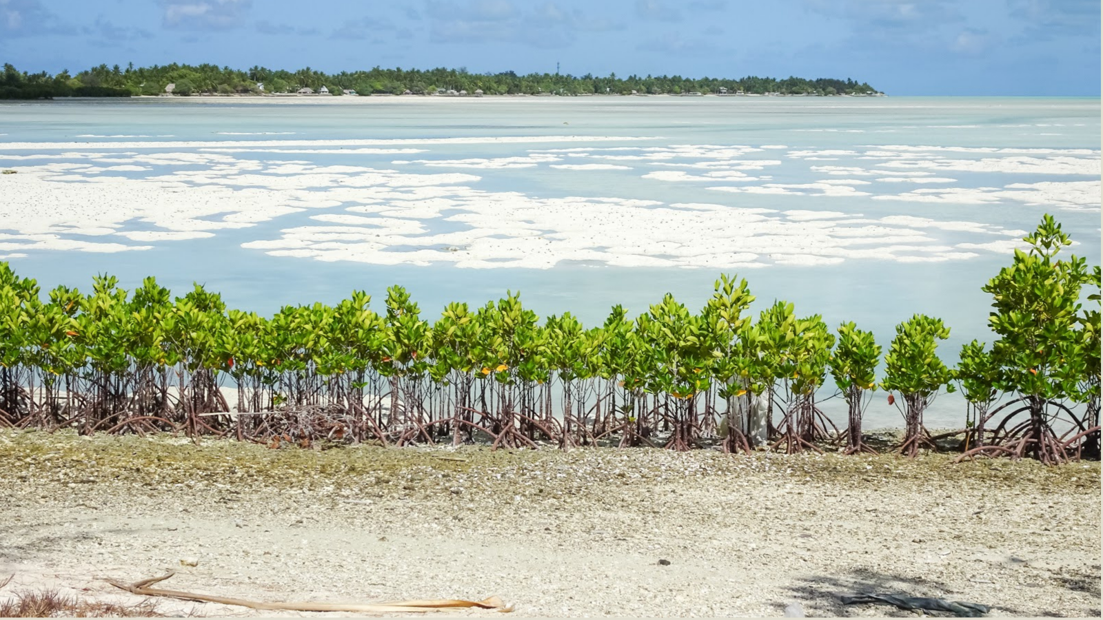 row of trees saving a shoreline in kiribati from being taken by ocean in the body of the image