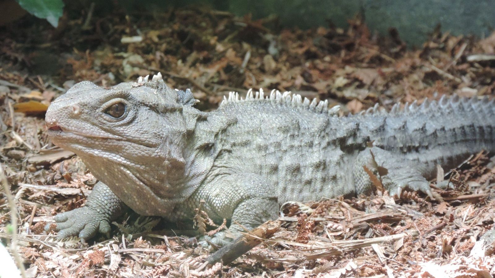 image of a tuatara which is a lizard with spines along back and wise eyes