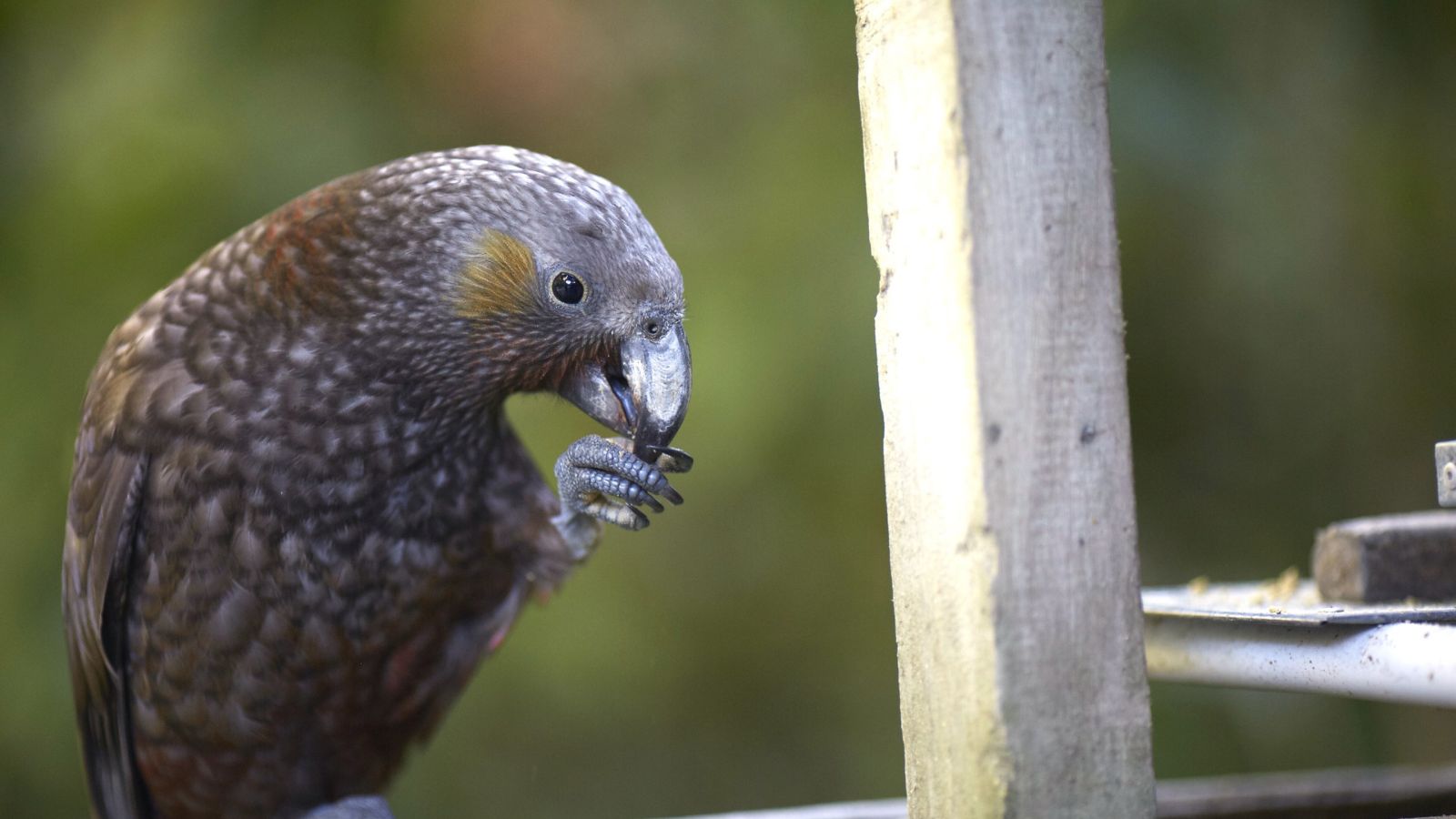 A kaka is eating on a feeding platform at Zealandia eco sanctuary