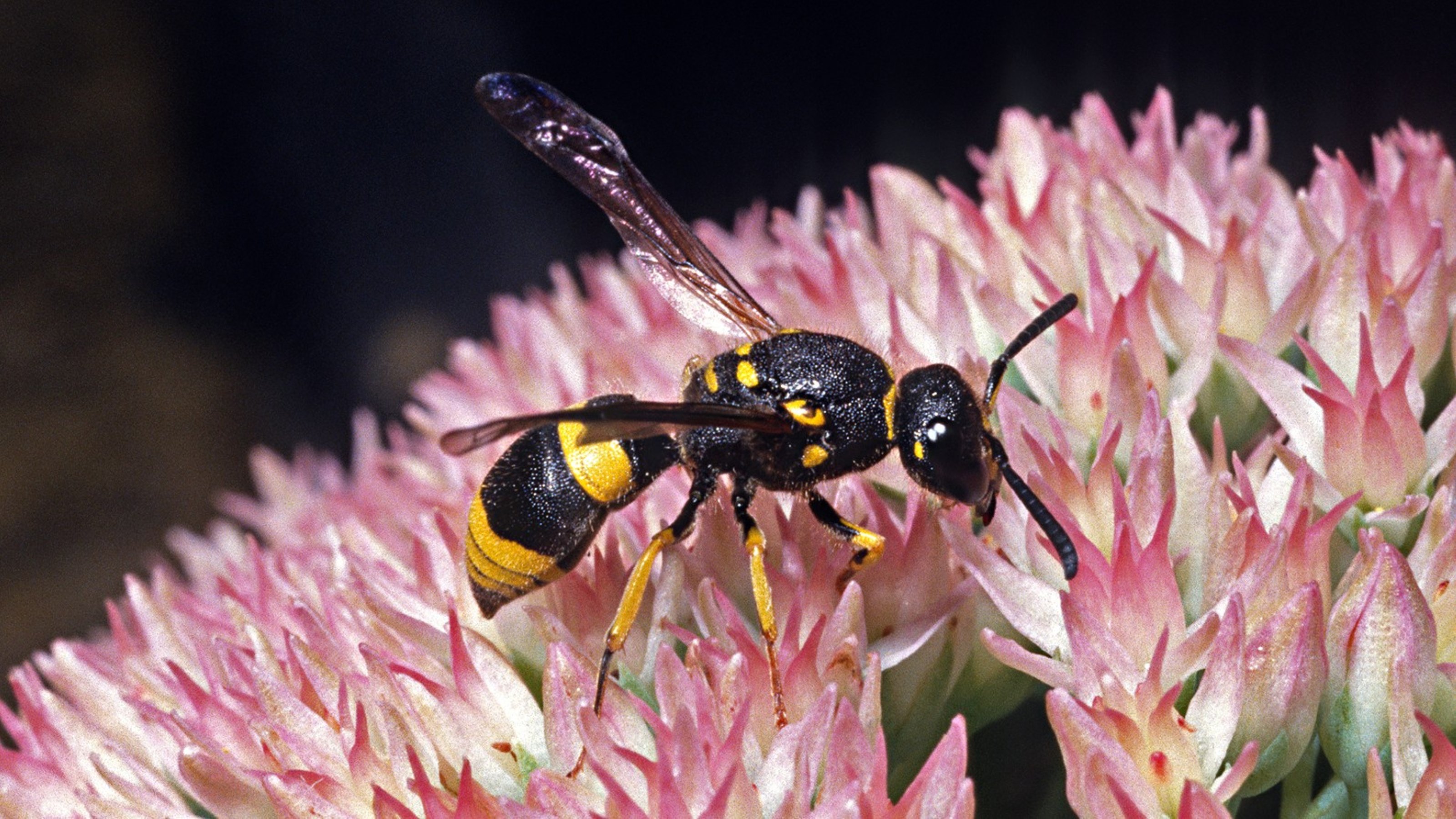 Black and yellow wasp standing on a pink and white flower. 