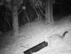 Surveillance photo of animal roaming Zealandia at night 