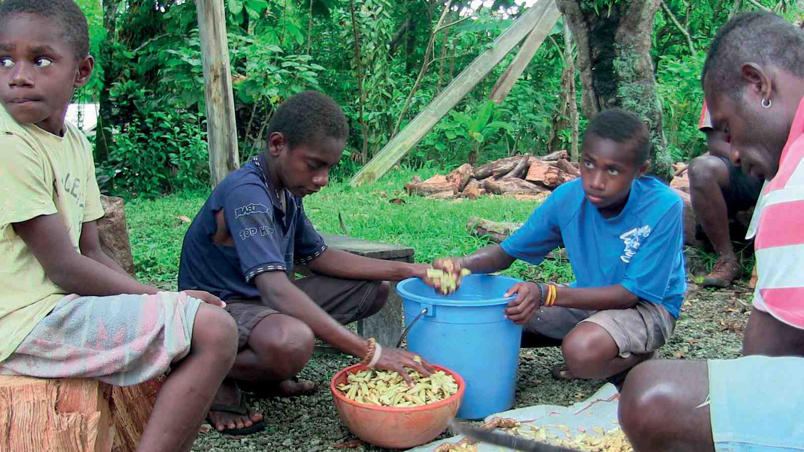 Boys washing kava root before the men chop it finely (Hog Harbour village, East Santo, Vanuatu)