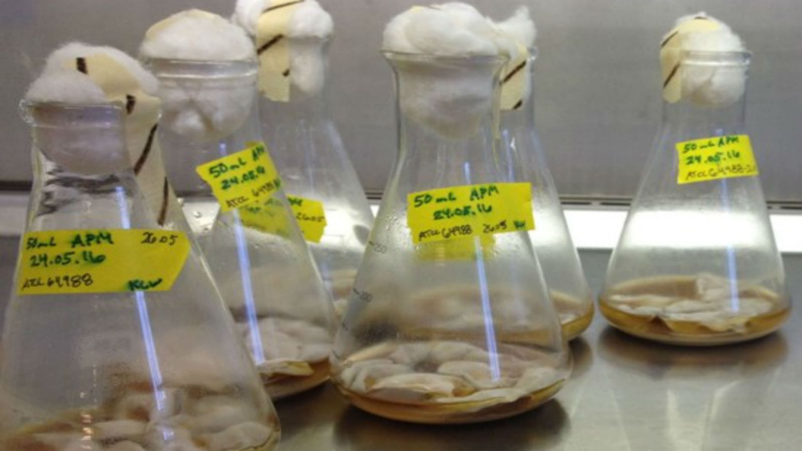 Fungal cultures are grown in sugar water and are ready to harvest.