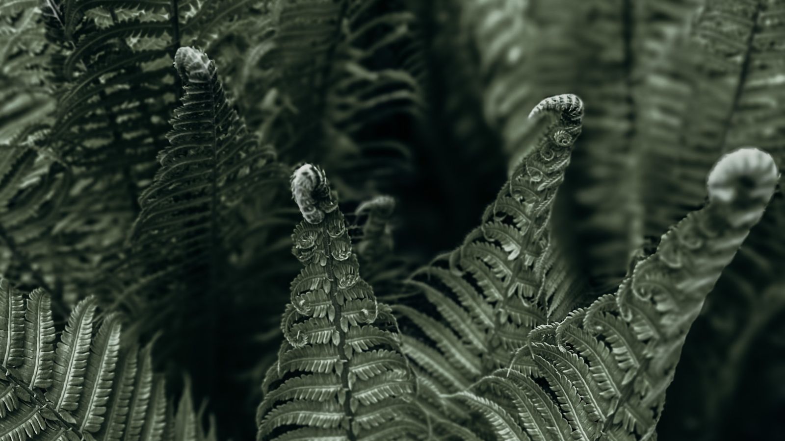 Four fern fronds that are nearly fully unfurled, low colour saturation so grey-green and black tones.