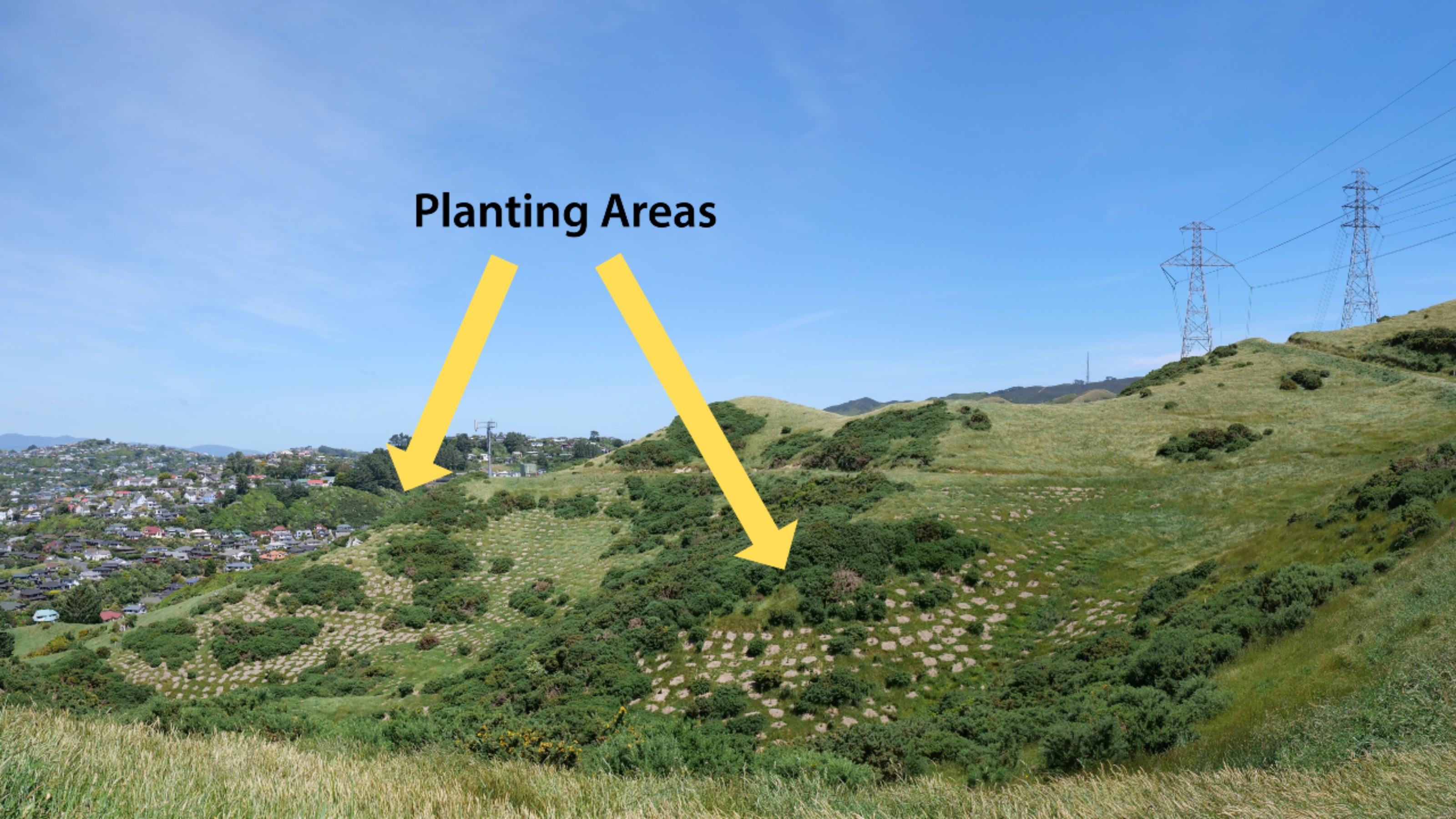 Grassy hillside in Ohariu Valley with suburb in background 