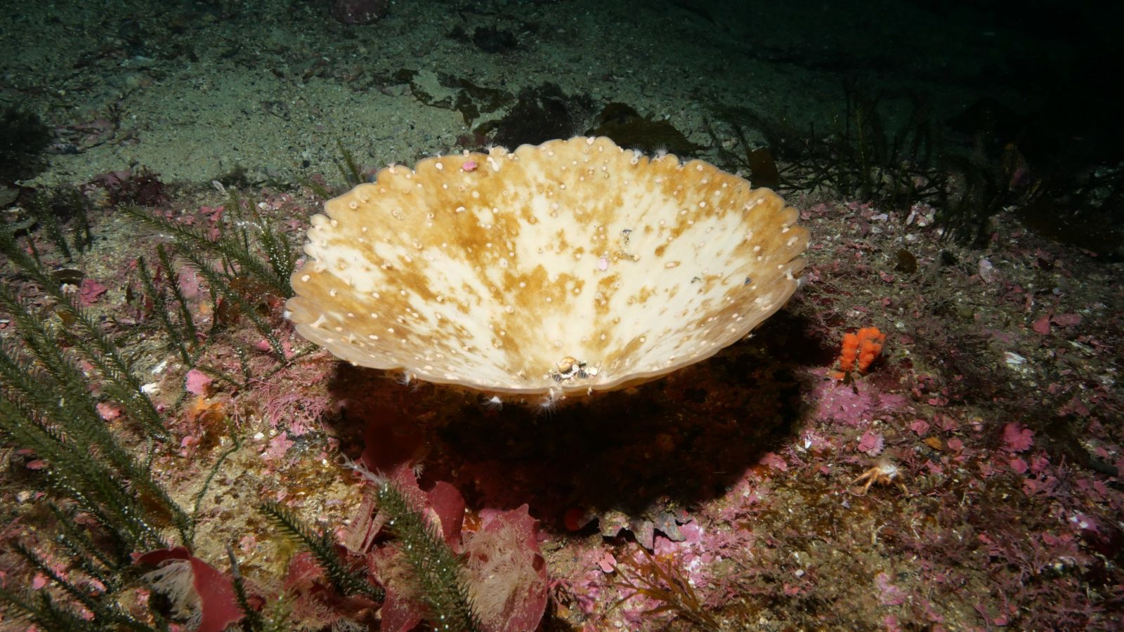 A bleached white sea sponge sitting on the ocean floor