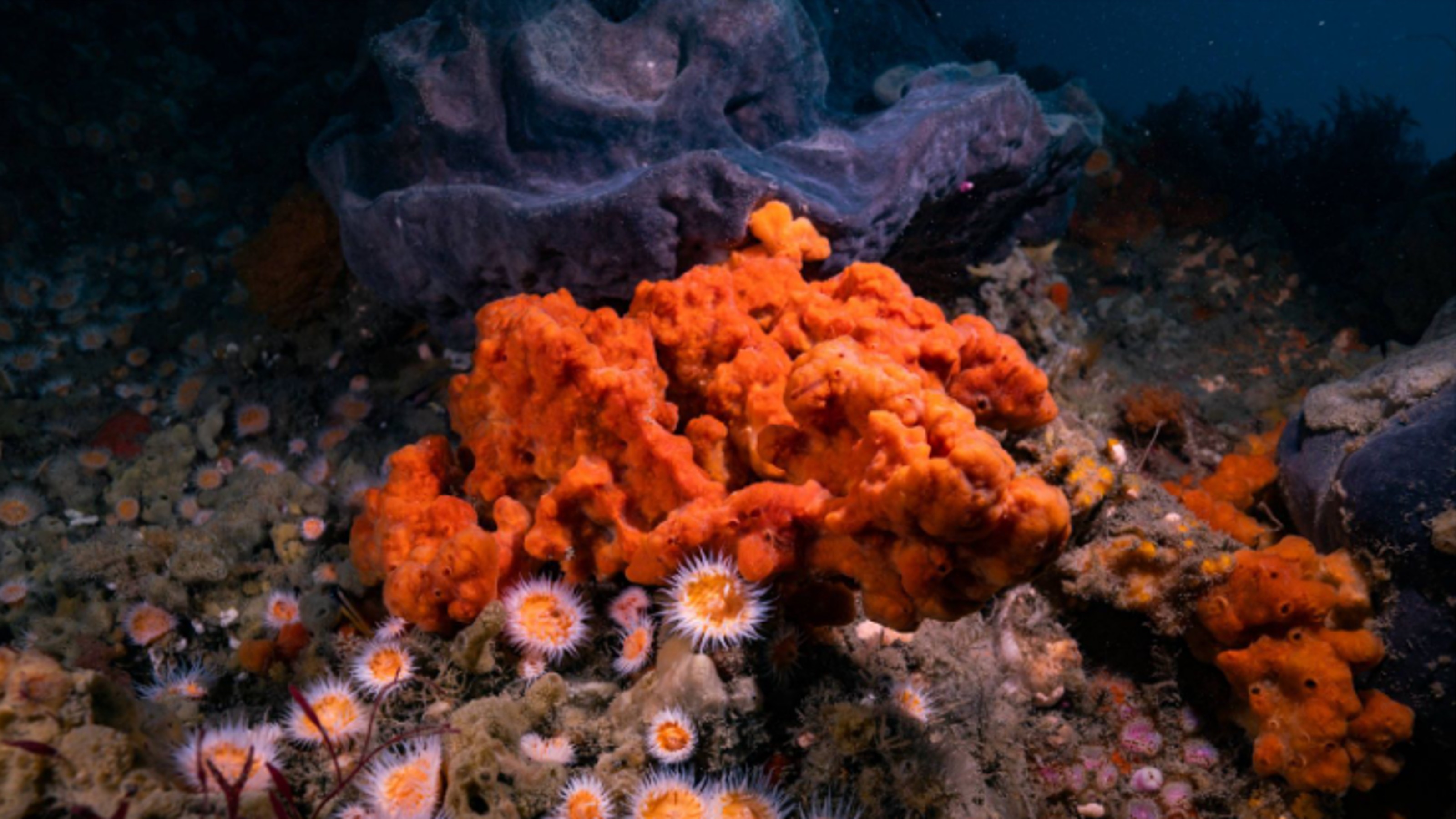 crulla-sponges