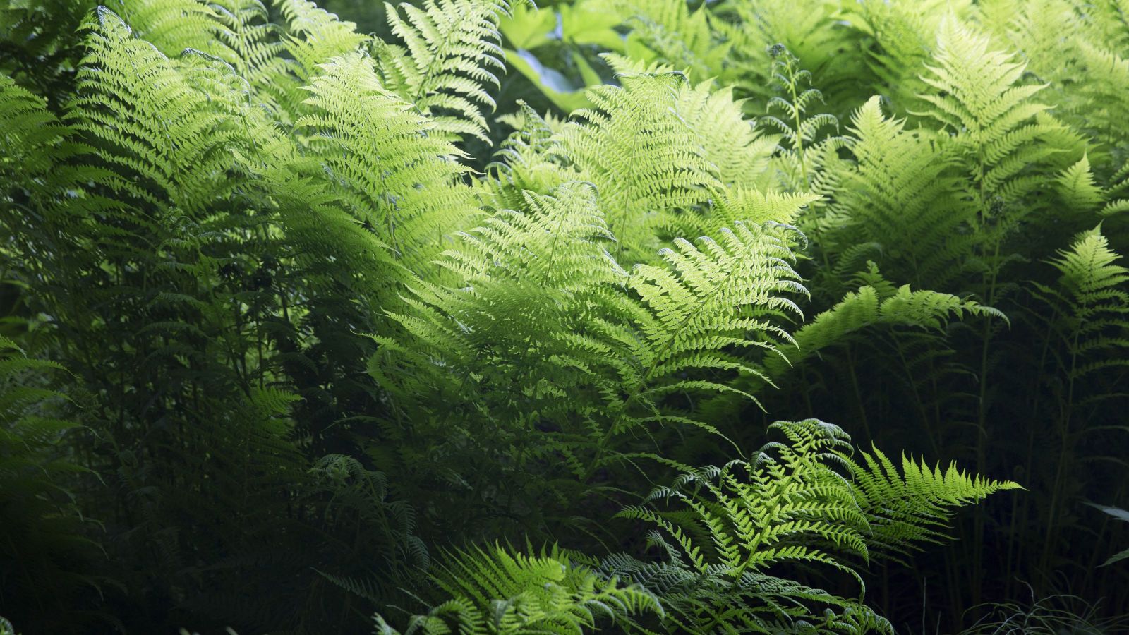 Close-up of green ferns in soft natural light.