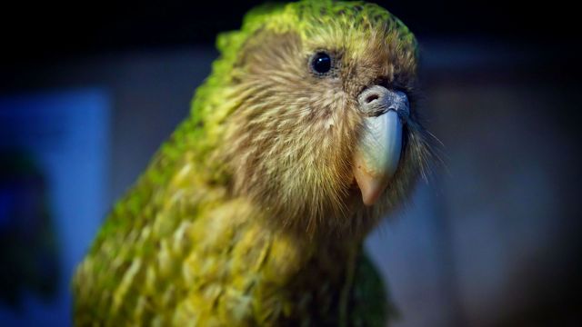 kakapo