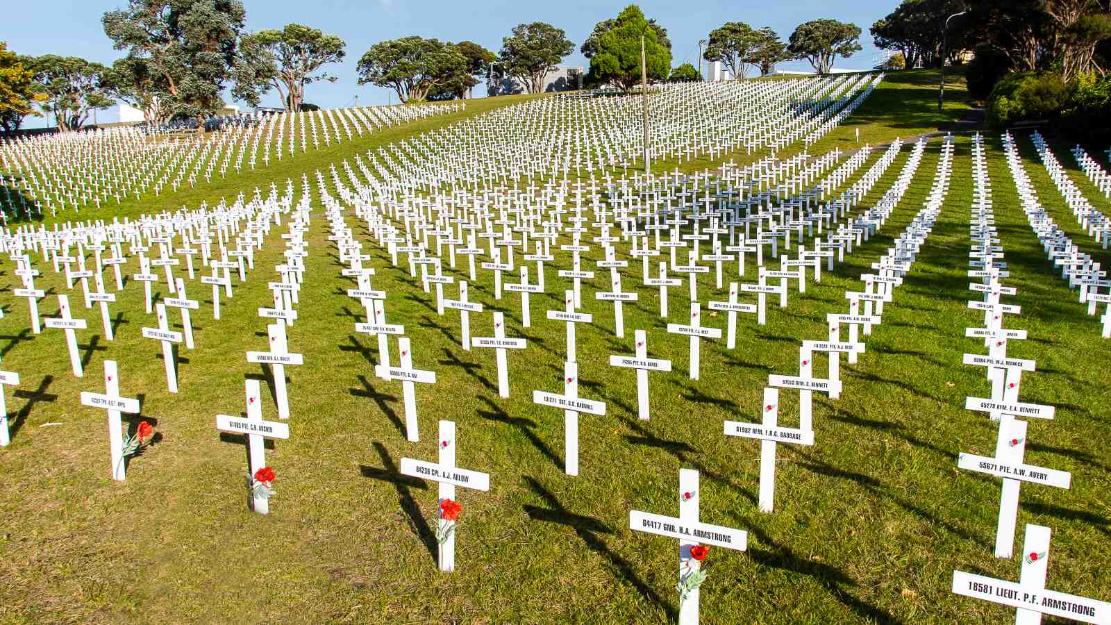Fields of Remembrance installation featuring thousands of white crosses in Wellington Botanic Garden
