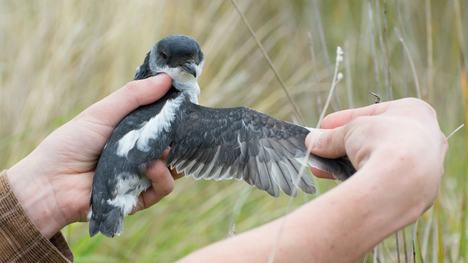 A Whenua Hou diving petrel is held up by a pair of hands with one wing extended