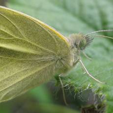 Pieris rapae