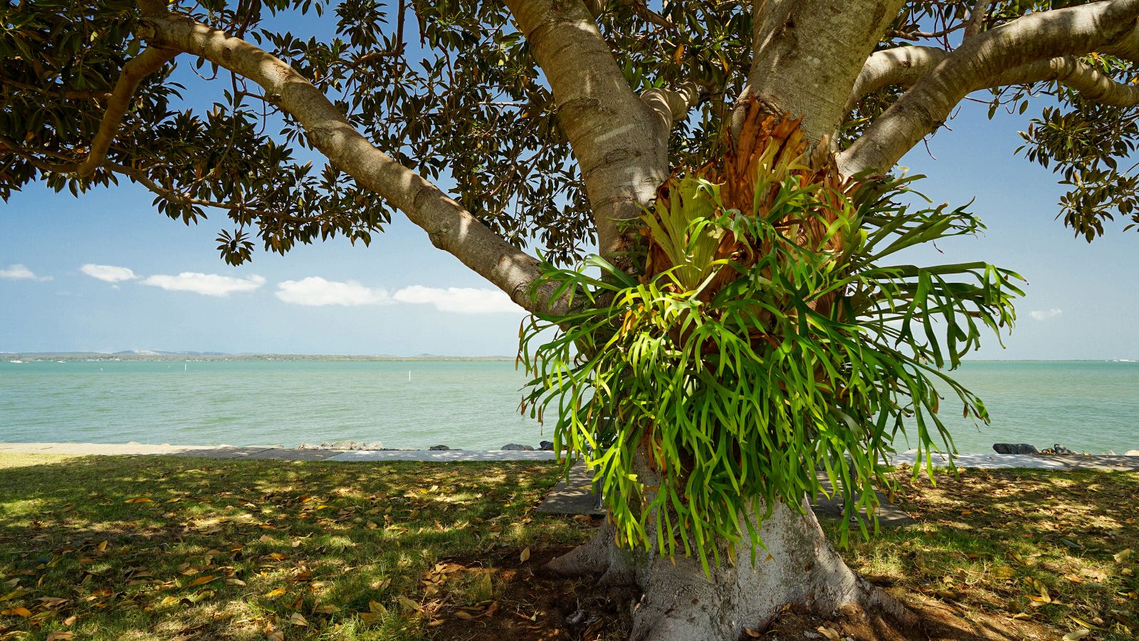Staghorn fern growing on a tree at a beach