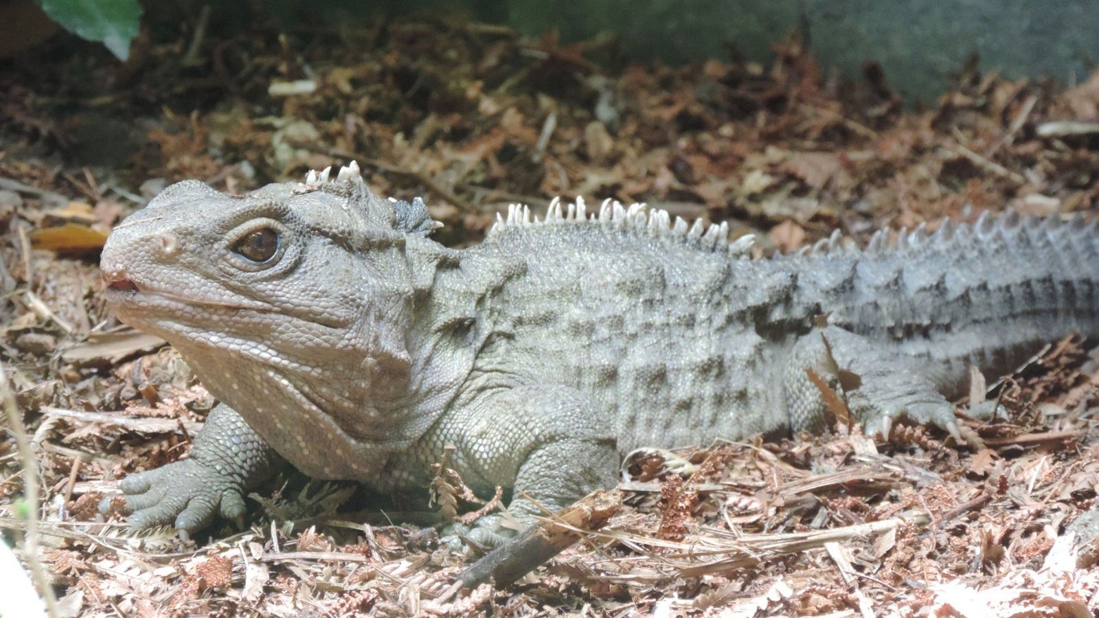 Tuatara