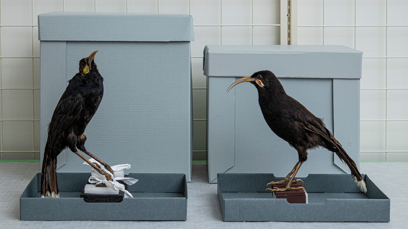 Two huia birds on shelf.