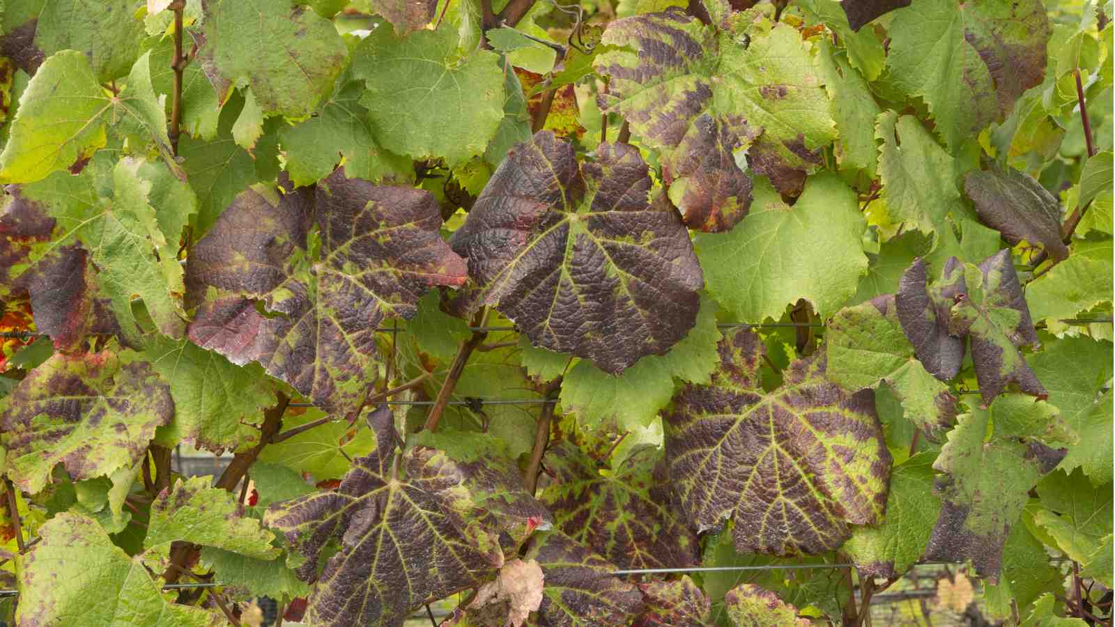 Picture of grapevine with leafroll disease