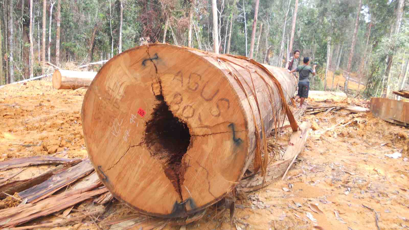 A logged tree in Bahanei territory—photo credit Rini Astuti.