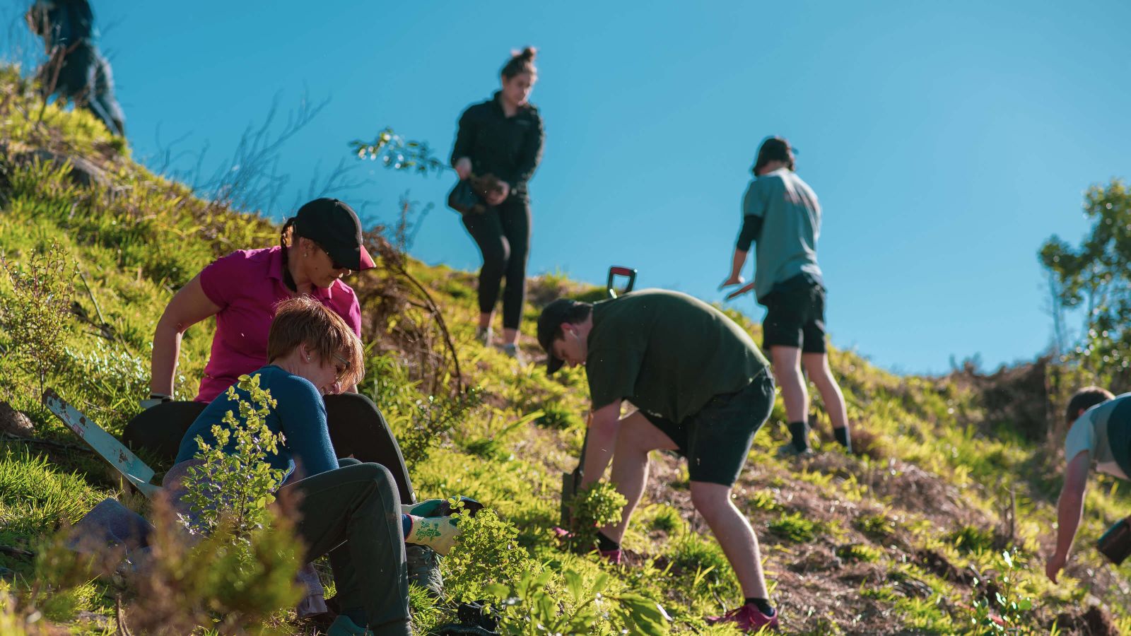 A group of students planting trees on a hill side under a blue sky.