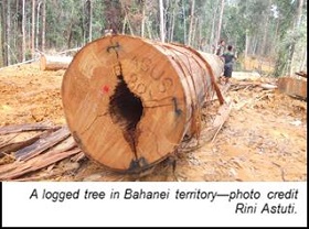 Yellow line for forest