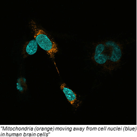 mitochondria