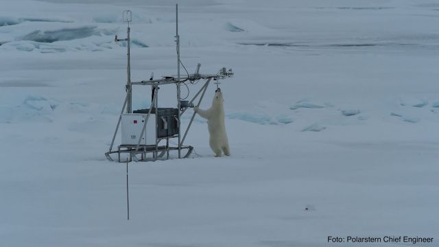 A polar bear investigating the equipment