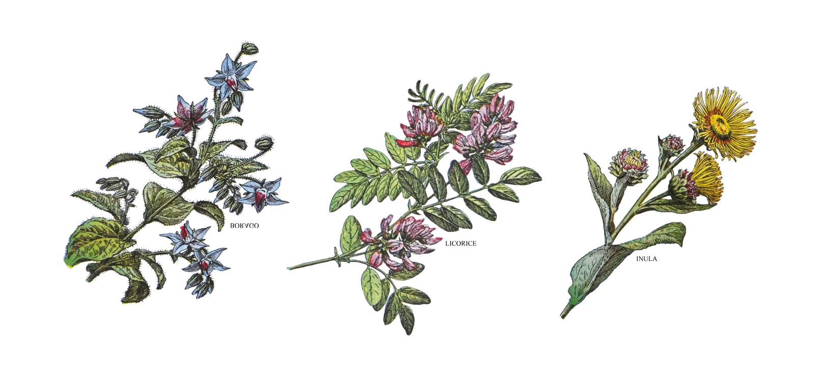 Line drawings of borage, licorice, and inula branches, showing both leaves and flowers.