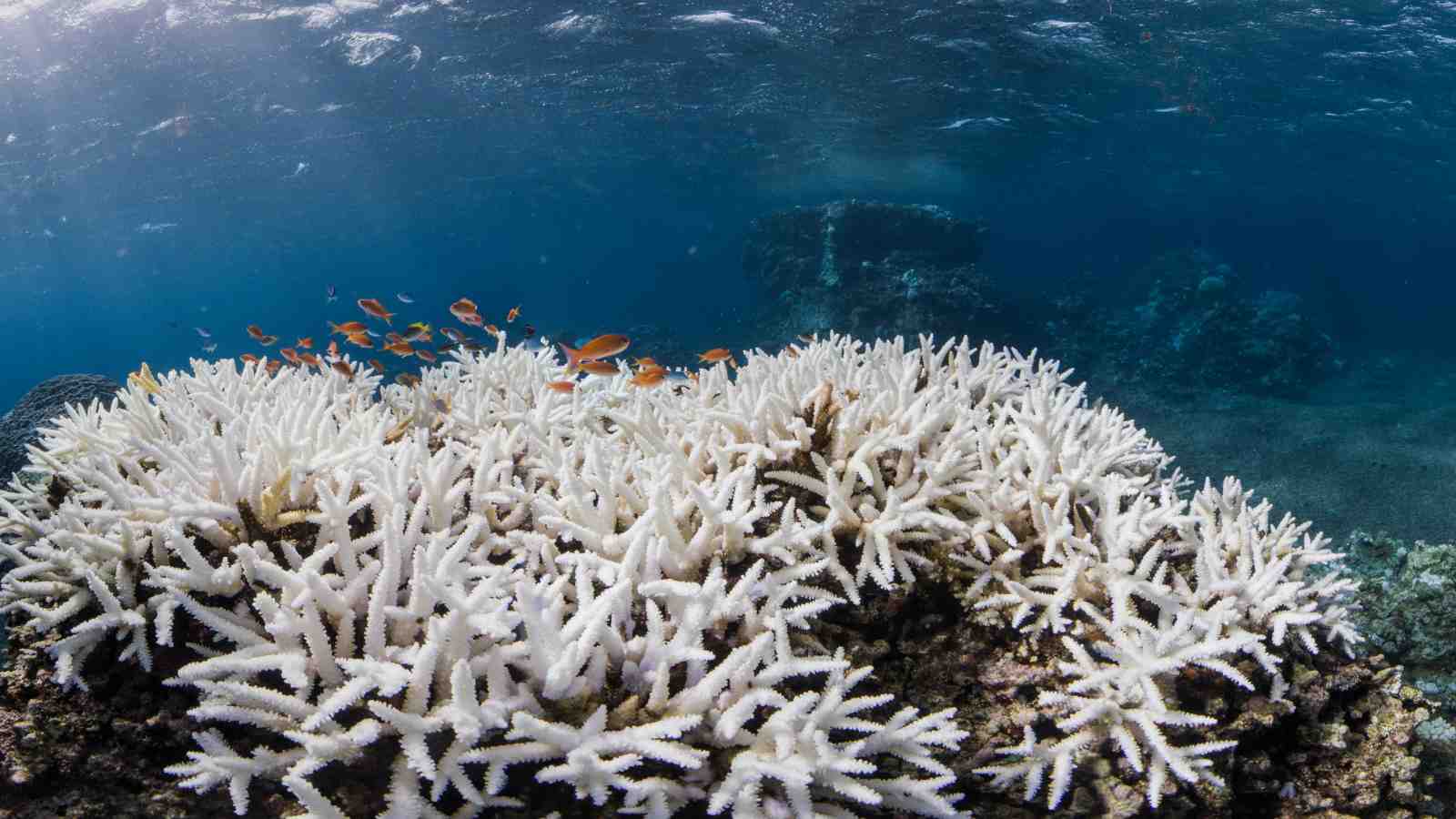 Photo showing coral that has been bleached white – Photo: The Ocean Agency / XL Catlin Seaview Survey / Stephanie Roach.