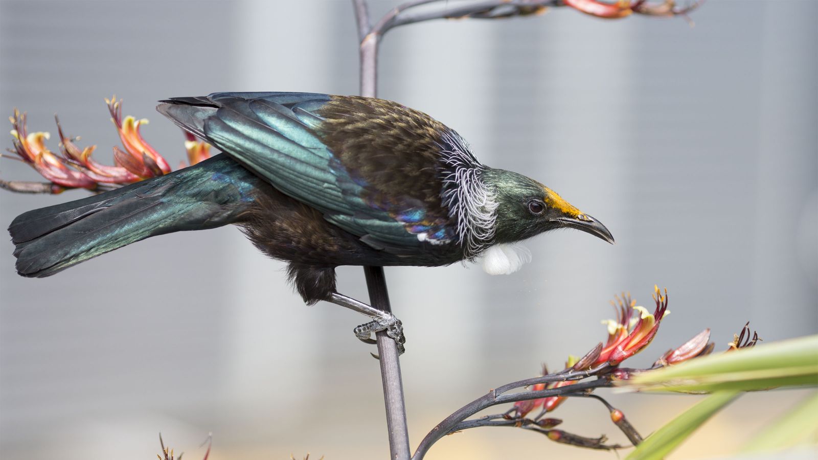 A close-up of a tui bird perched on a plant.