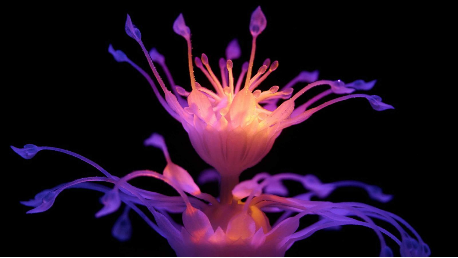 A four-dimensionally rendered and exotic-violet hydrophyte against a pitch black backdrop.