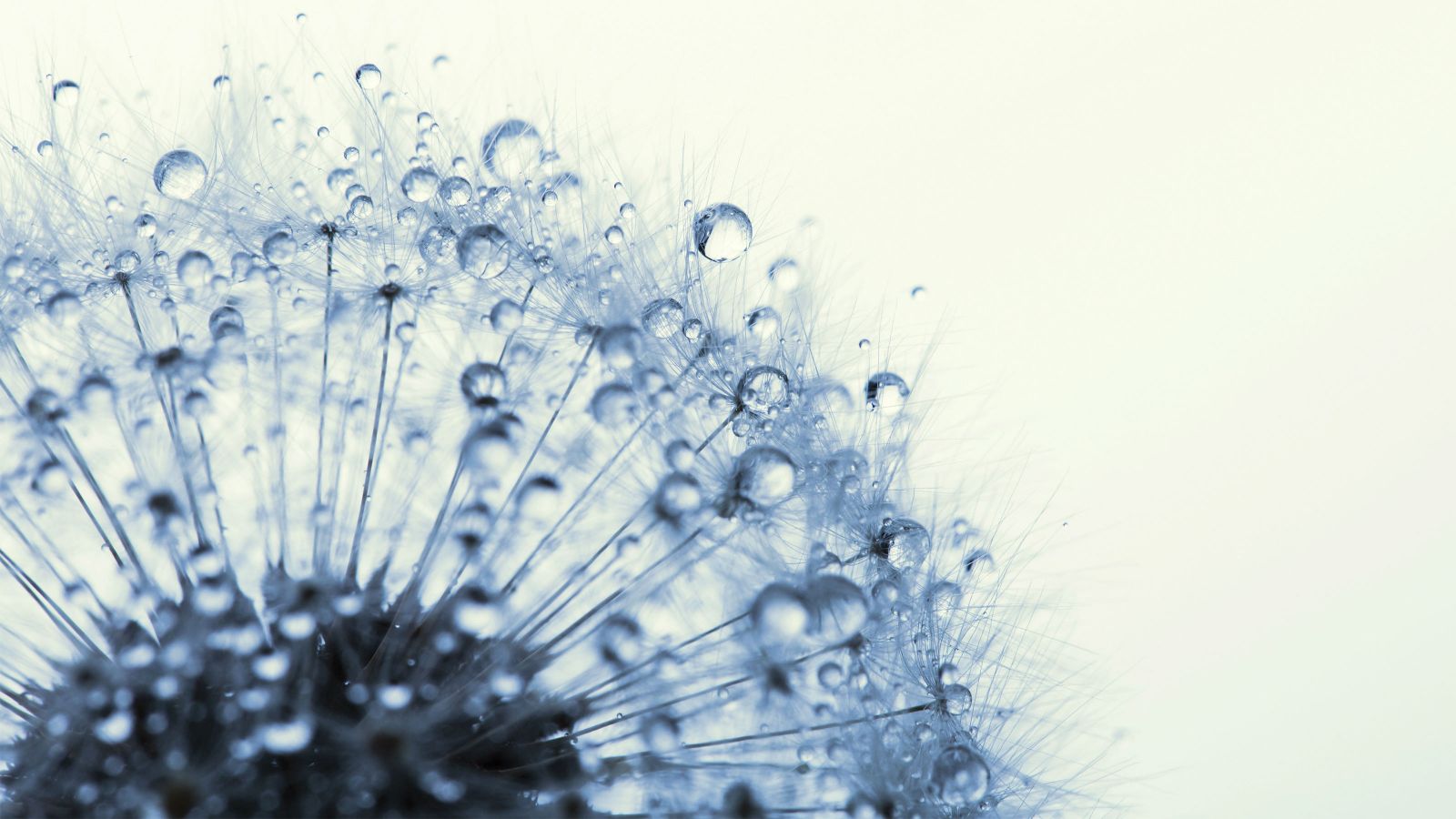 A close up look of a dandelion with seeds about to take flight and are covered in morning dew – set against an off white background.