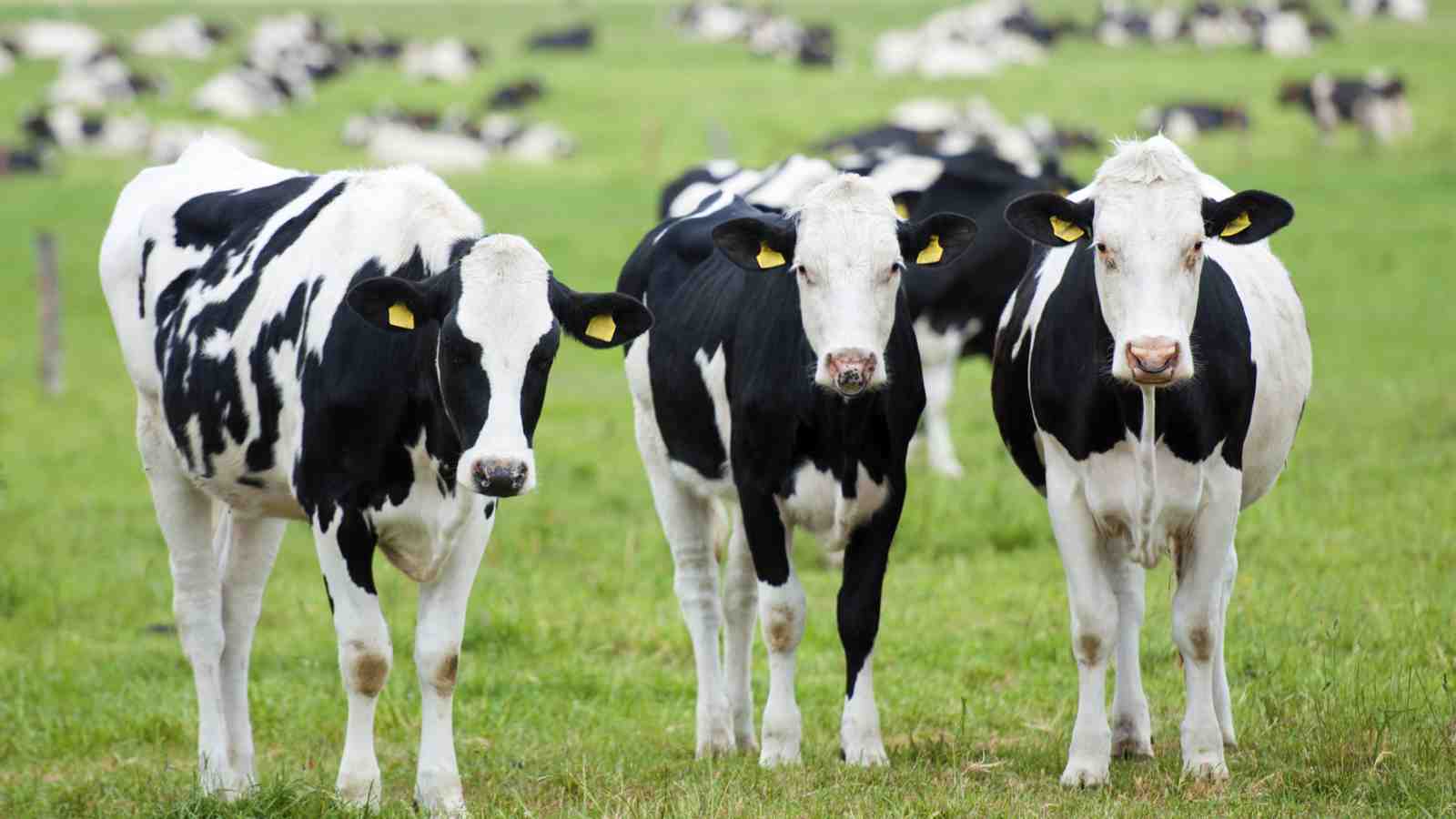 New Zealand dairy cows