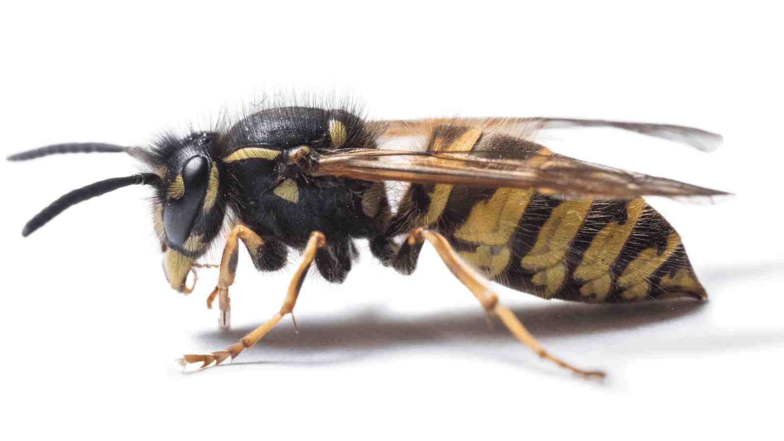 Close up image of wasp