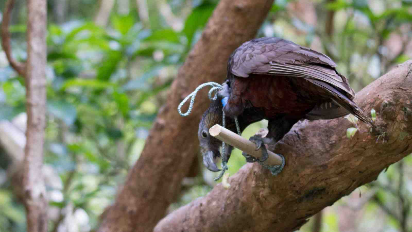 A kākā solving the string-pulling task