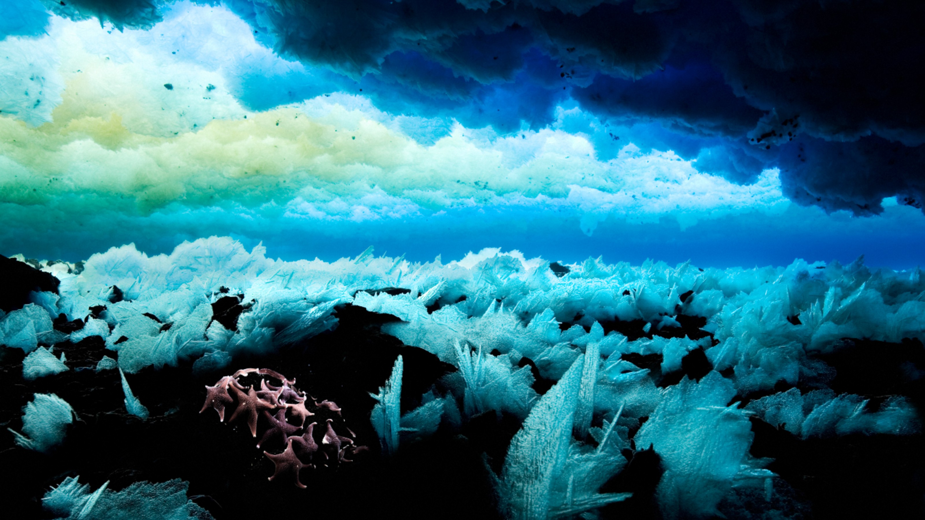 Anchor ice and seastars. Copyright John B. Weller