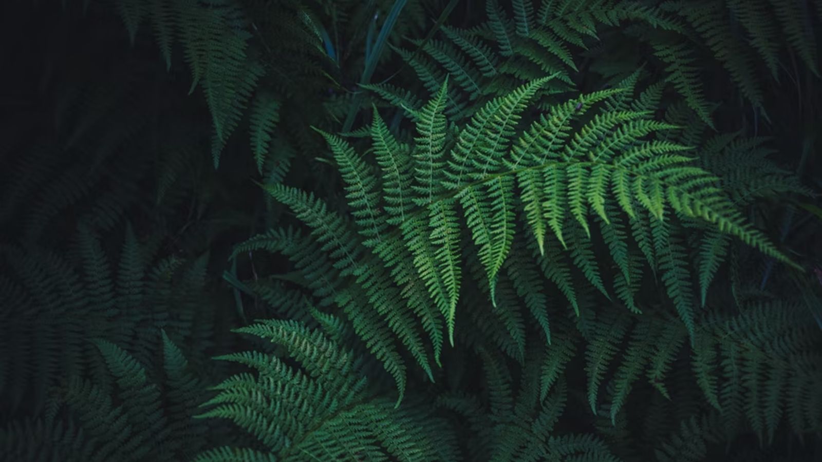 Birds eye view image of ferns