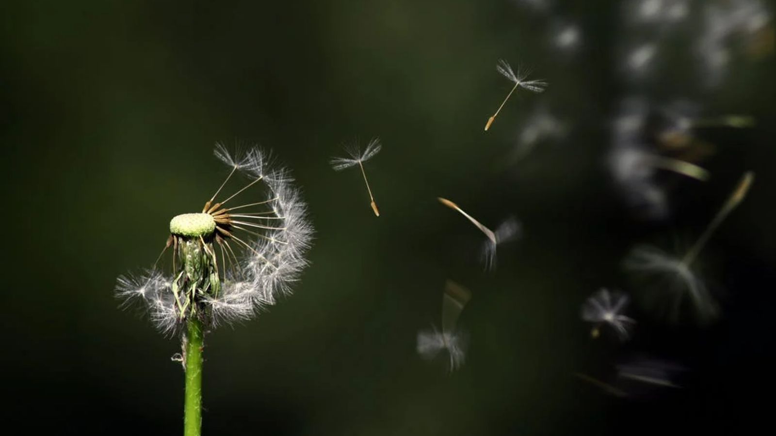 White dandelion flower with petals flying away against green background