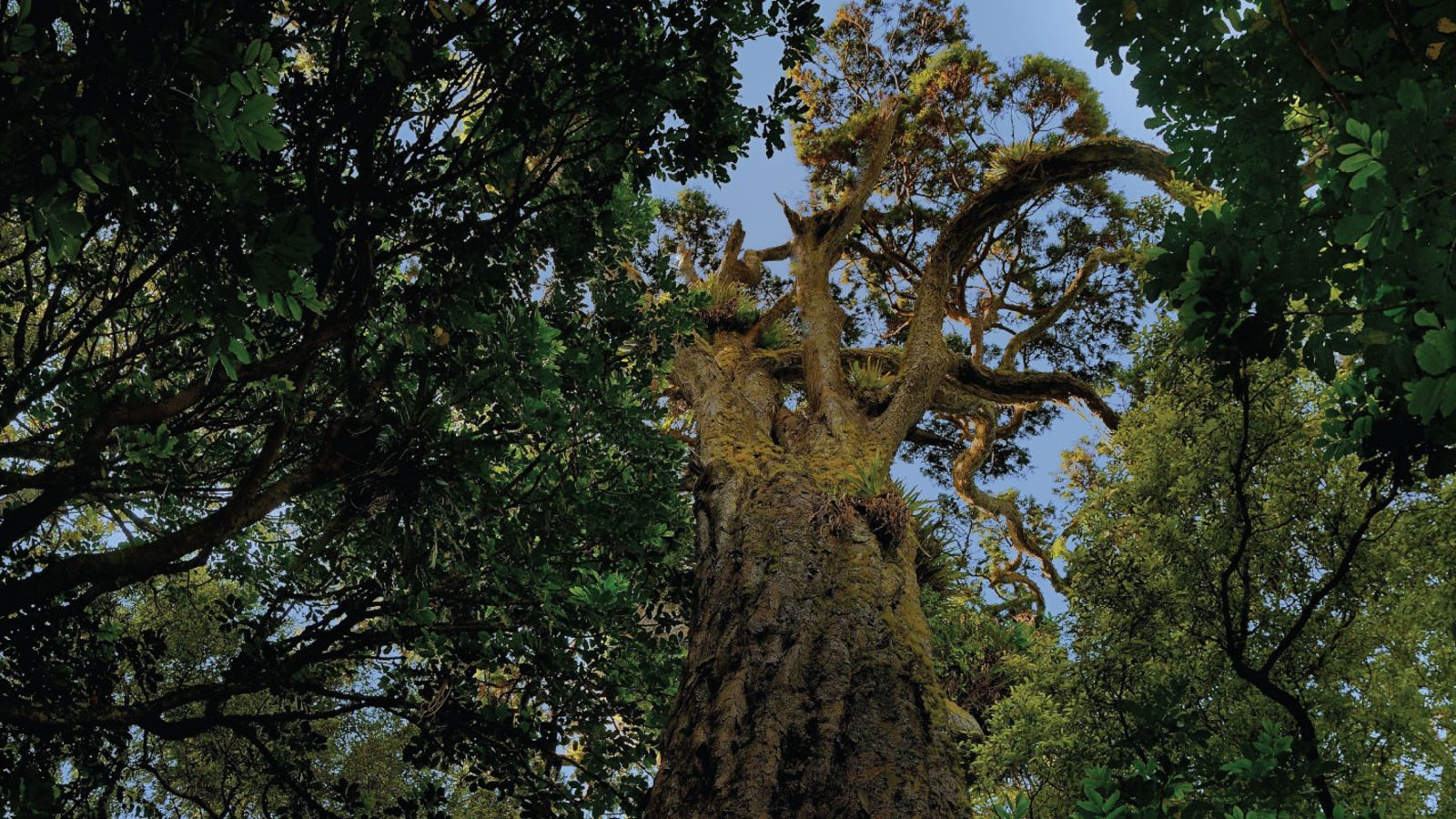 Looking skyward at a mighty, sprawling tree