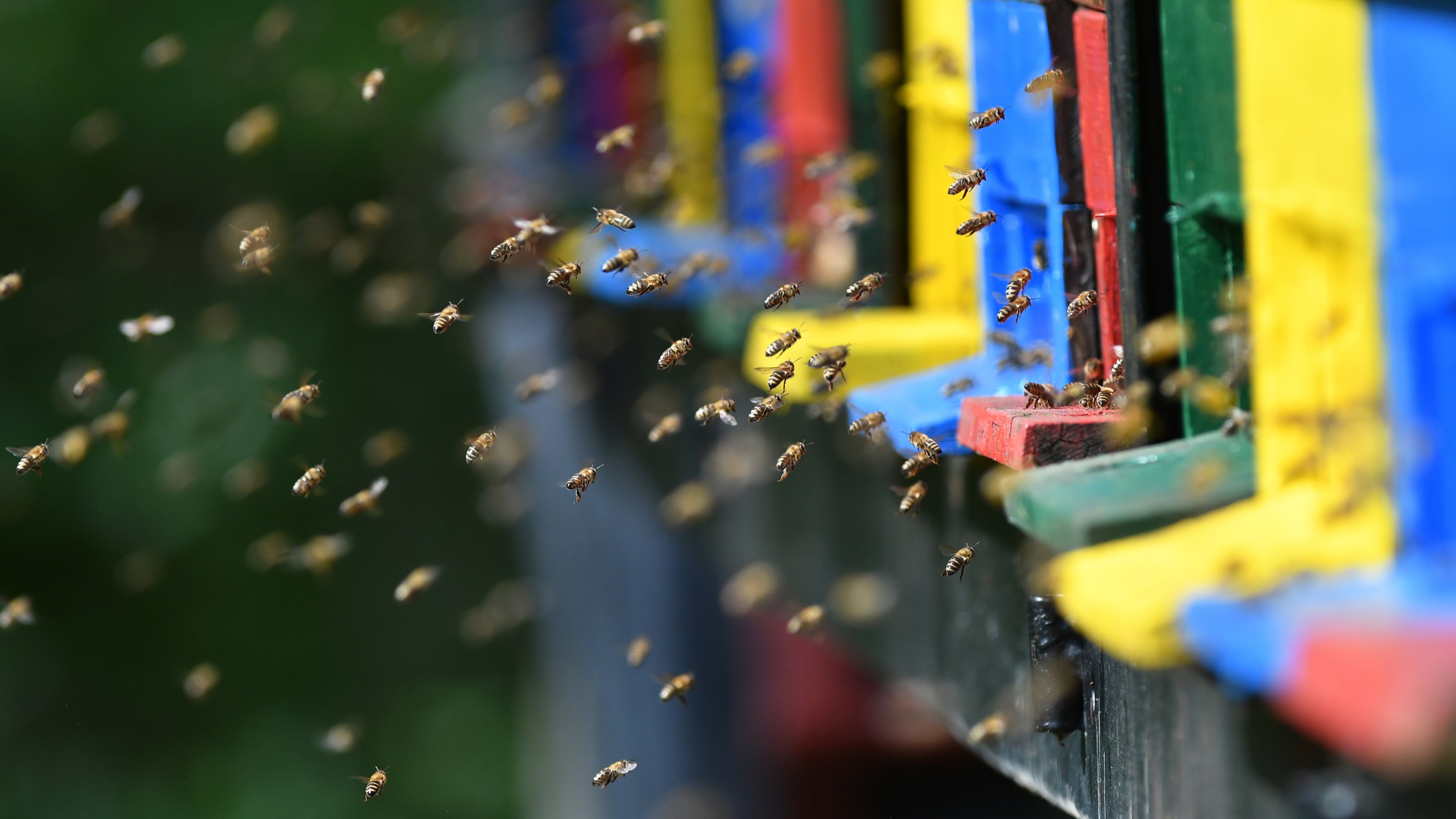 Many bees fly around colourful hive