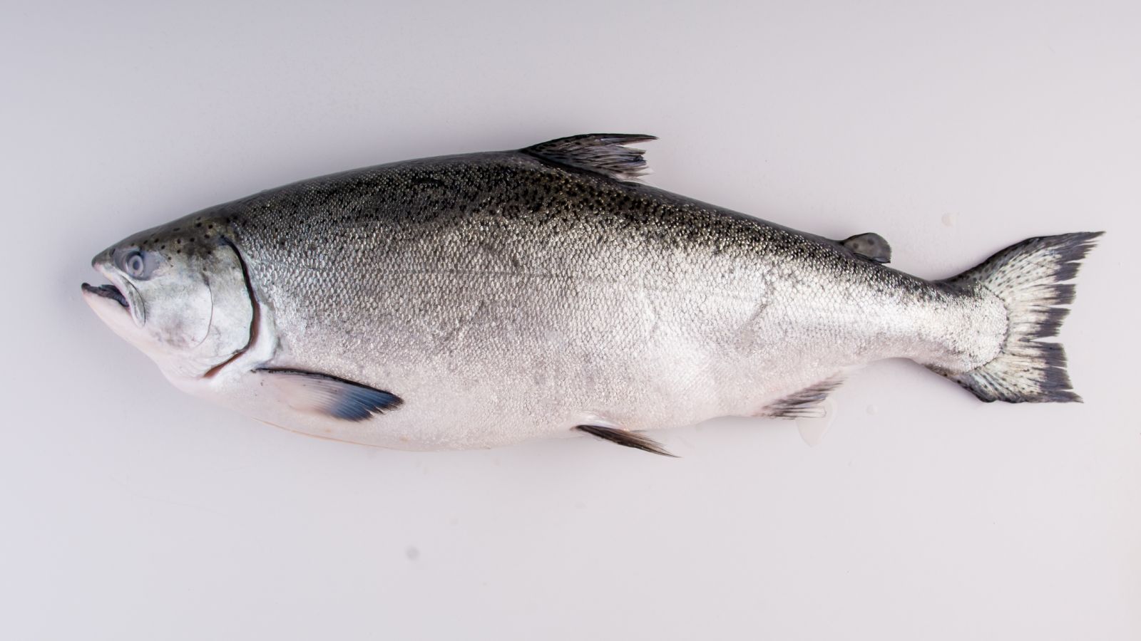 Large silver-coloured fish laid out on a grey table