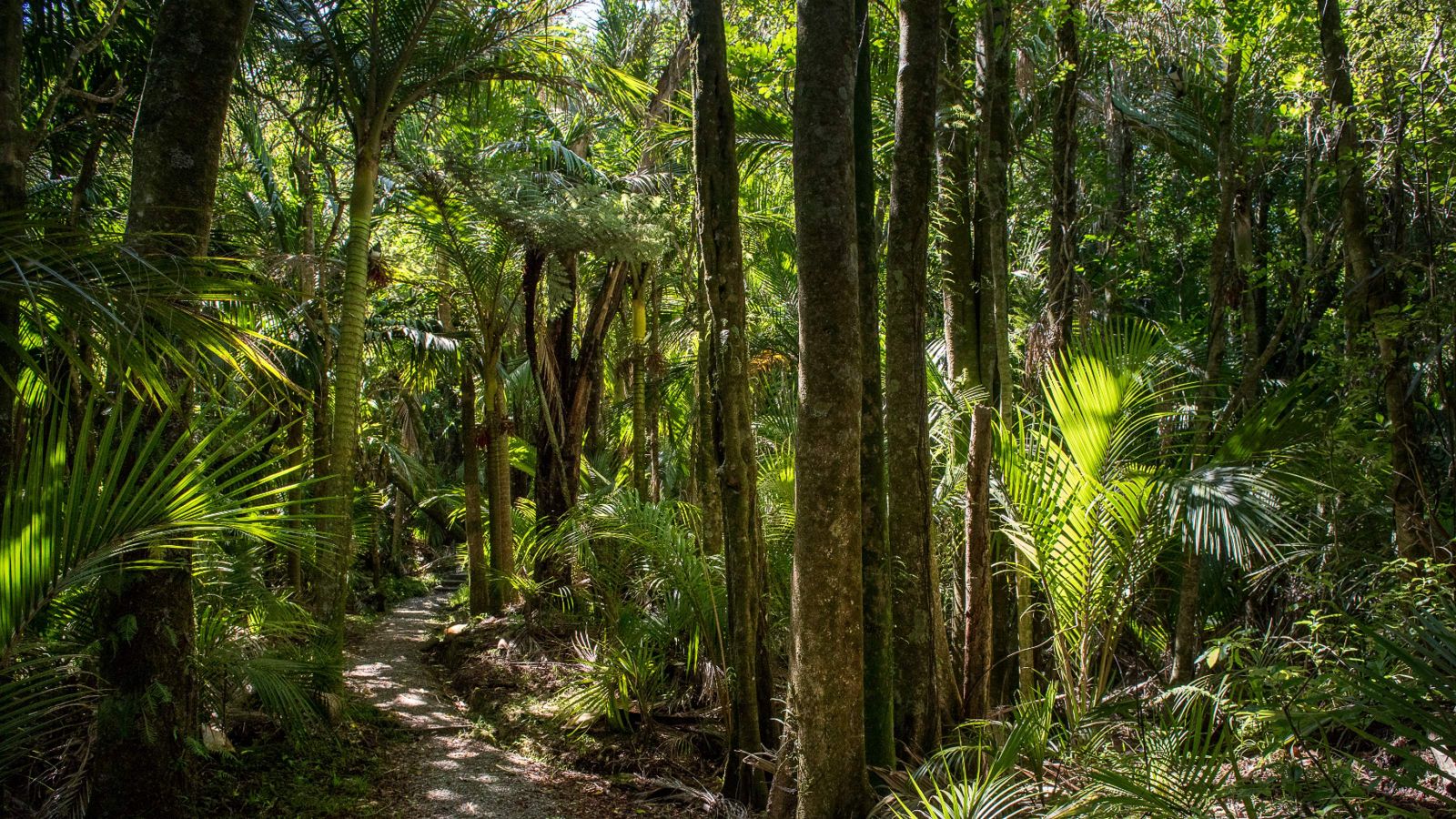 Palm trees and native New Zealand trees