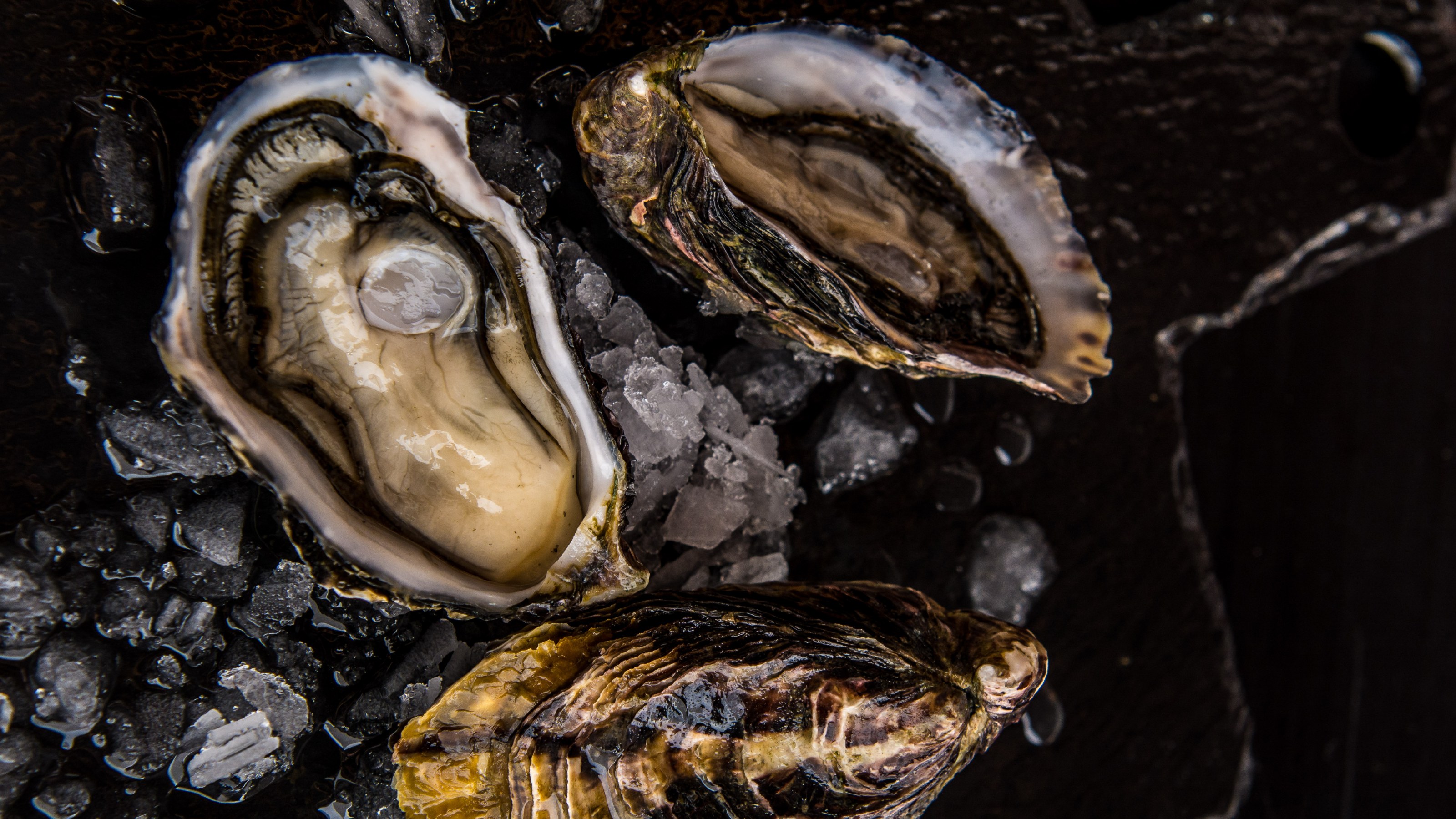 Close up of large shellfish with a dark background