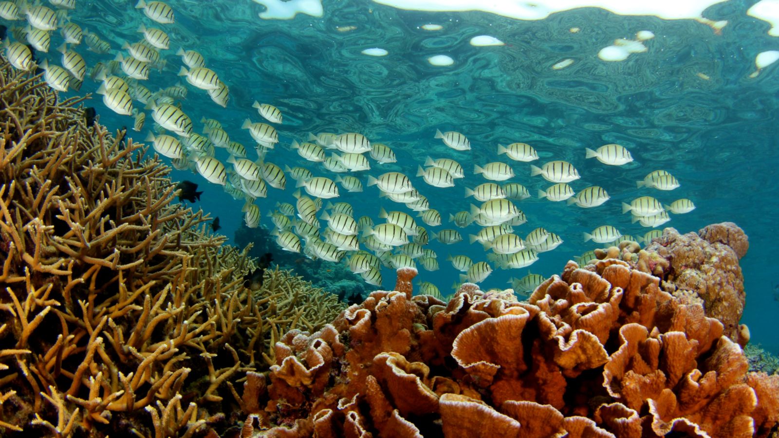 Sea with fish swimming through coral