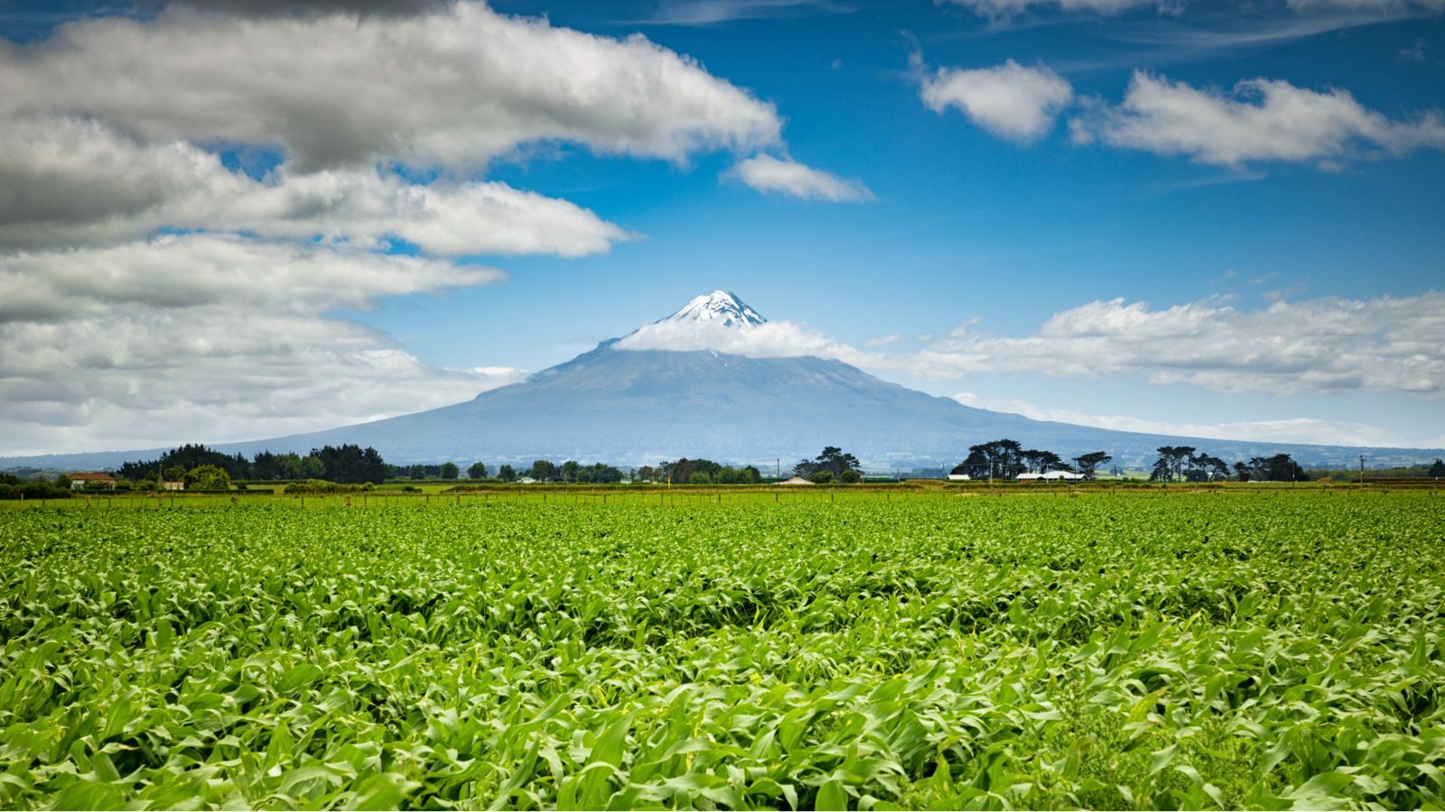 A mountain with blue skies surrounding and green grass at the bottom of the image. 