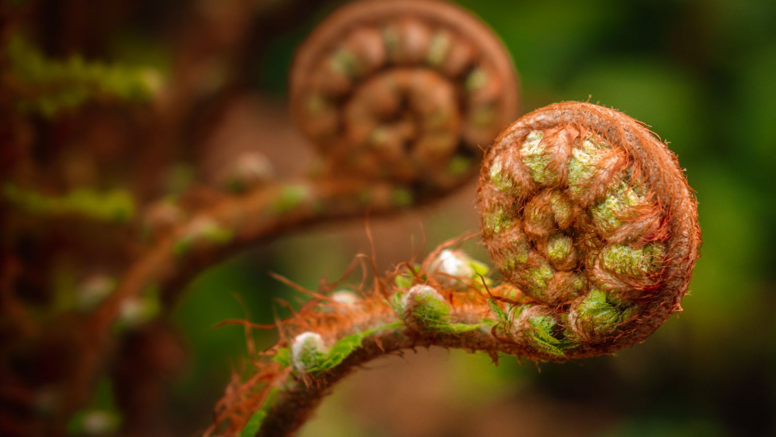 Green koru plant with another blurred in the background.