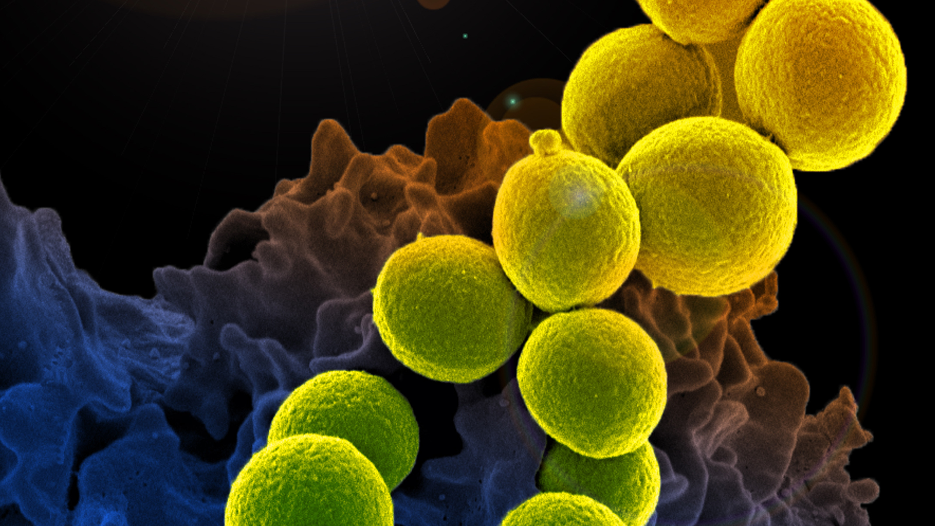 Microscopic image of staph bacteria cells