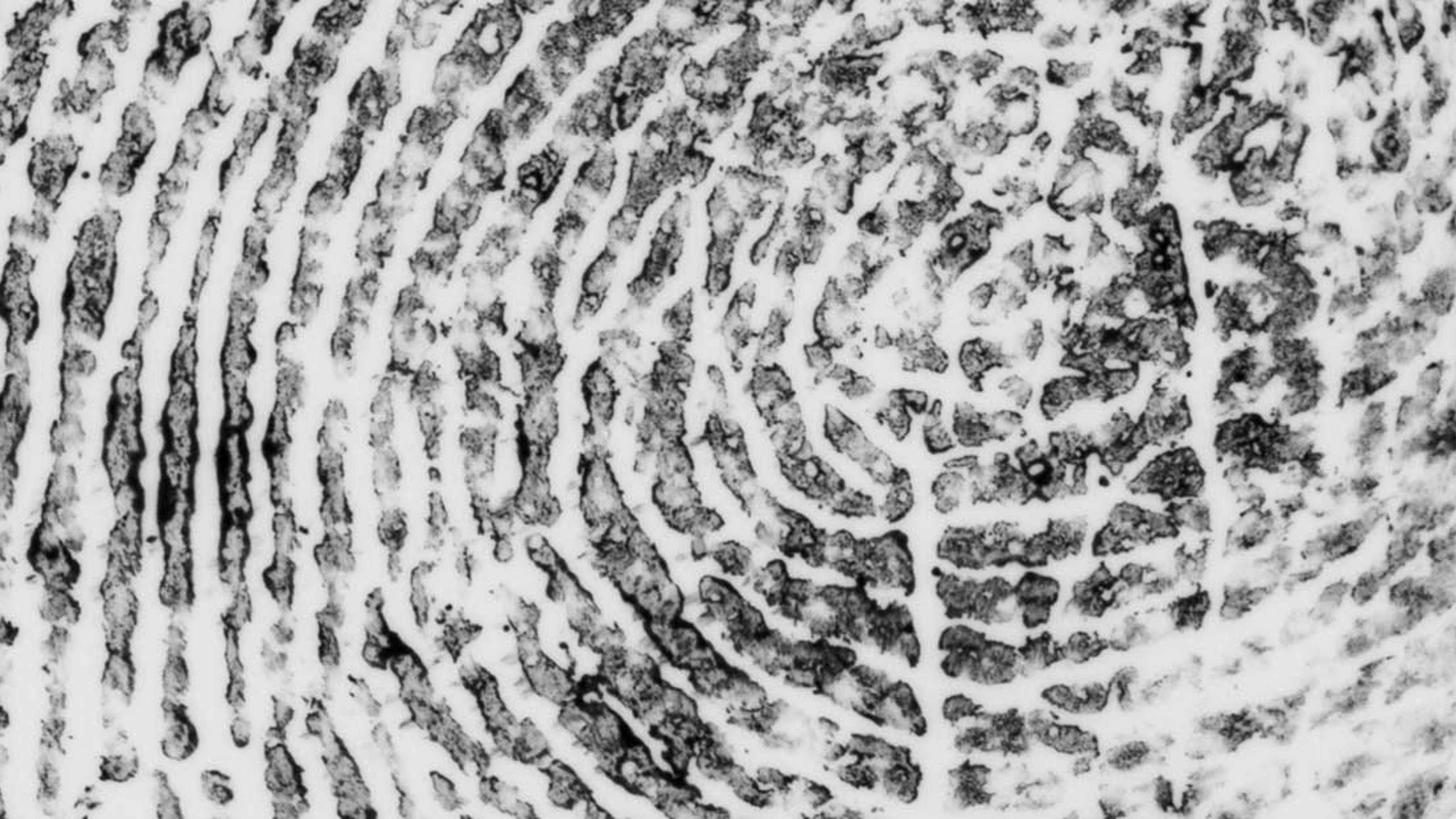Black and white close-up of a fingerprint