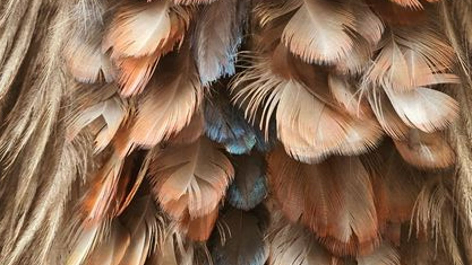 A close up of various colourful bird feathers.