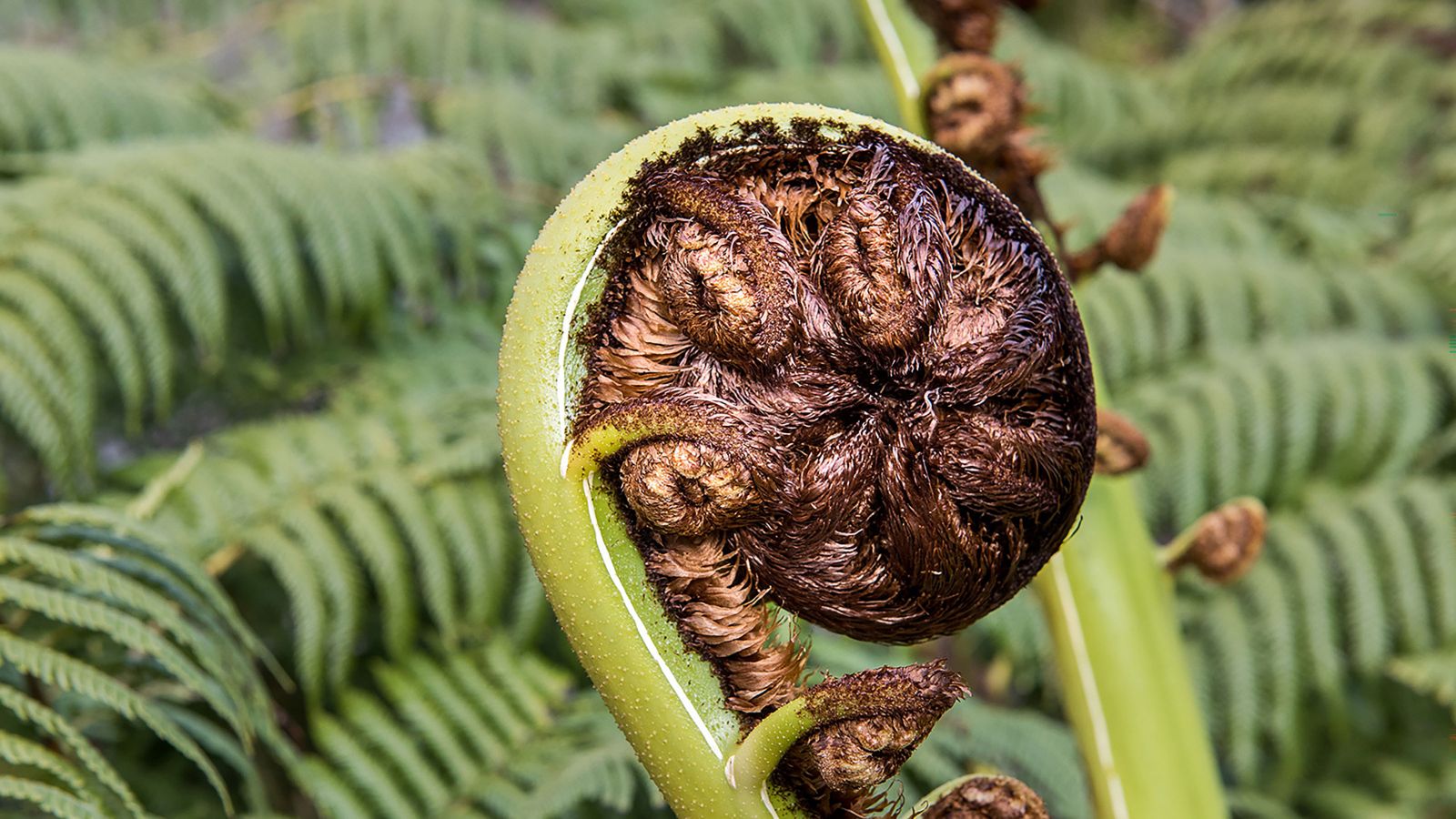 Spiral-shaped fern frond emerging among dense fern foliage