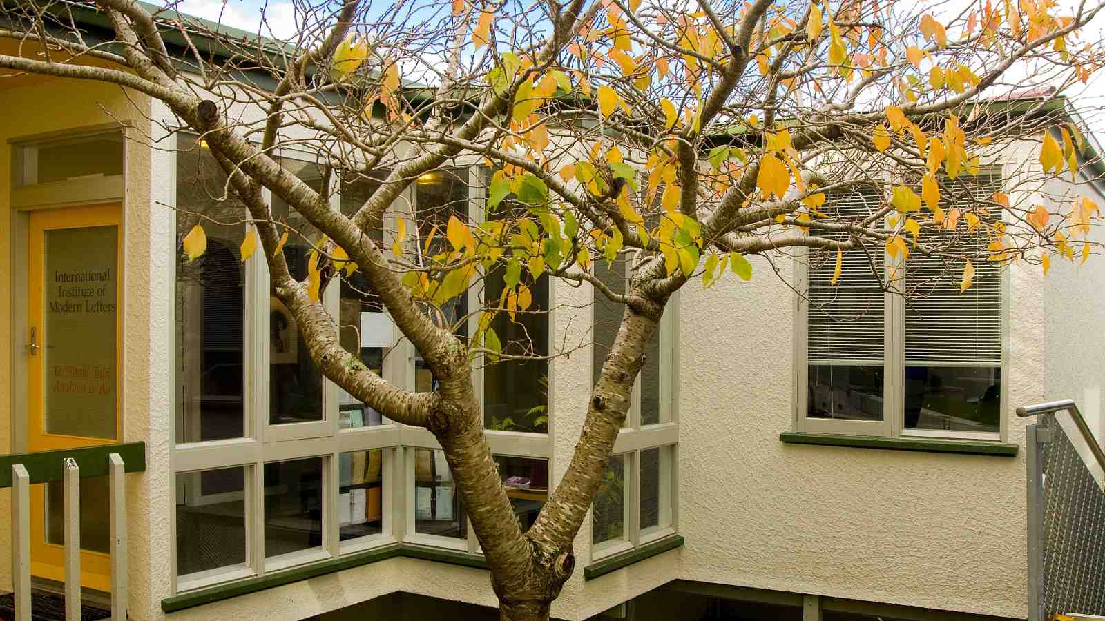 Autumn tree with yellow leaves outside IIML building