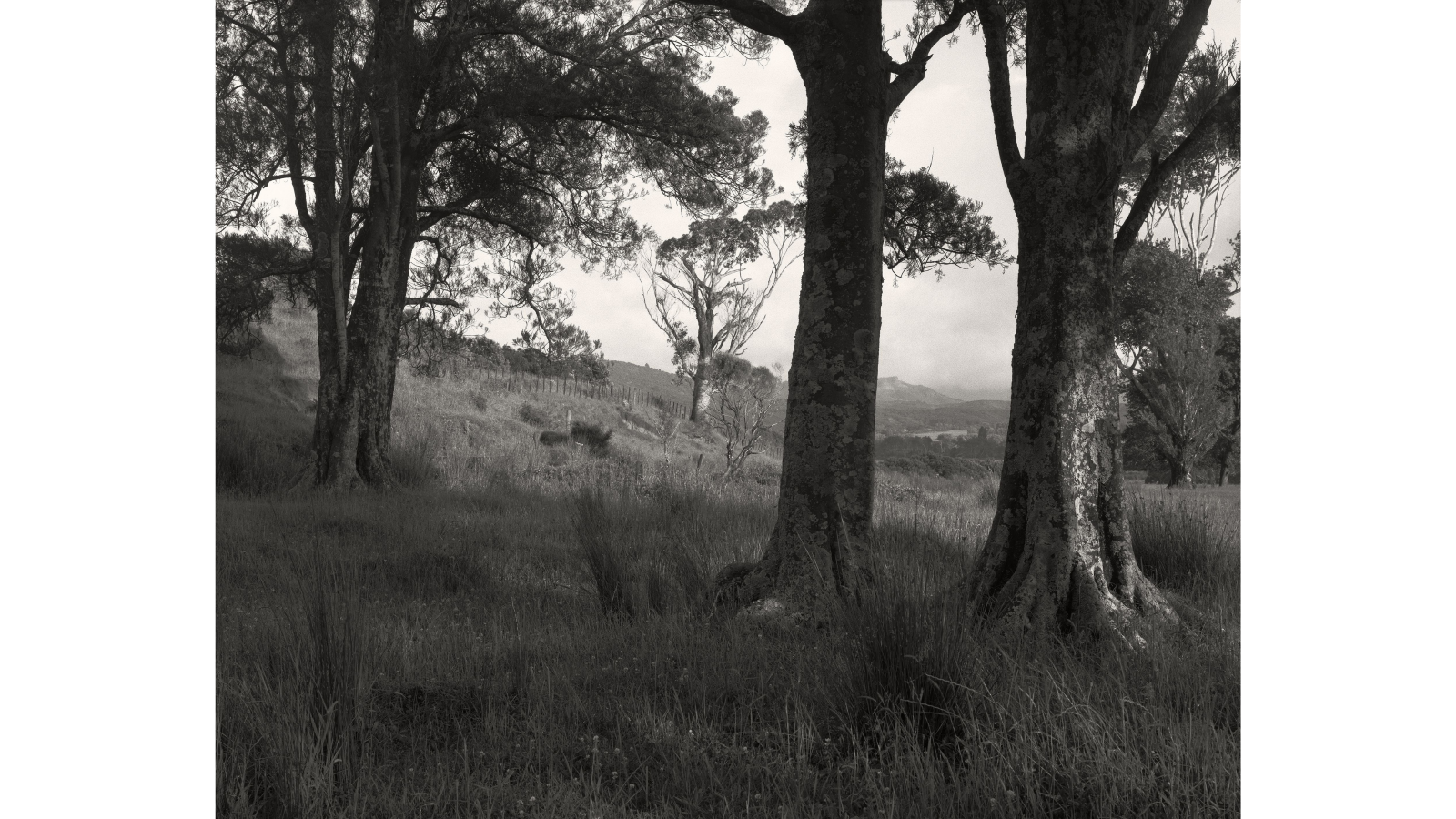 Black and white photograph of native New Zealand trees on a sloping hillside.